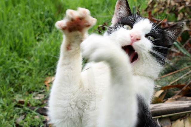 开云kaiyun-马拉维男篮在非洲锦标赛中获得冠军，刷新历史纪录，非洲马拉维说什么语言